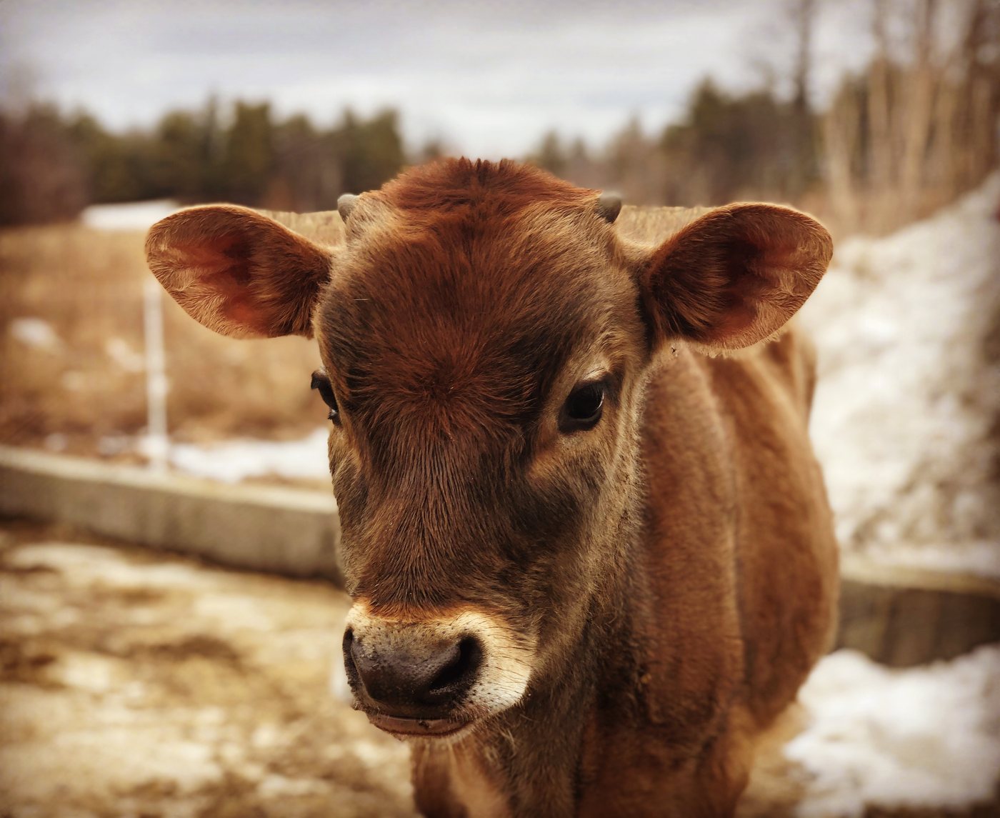 Portrait of a calf