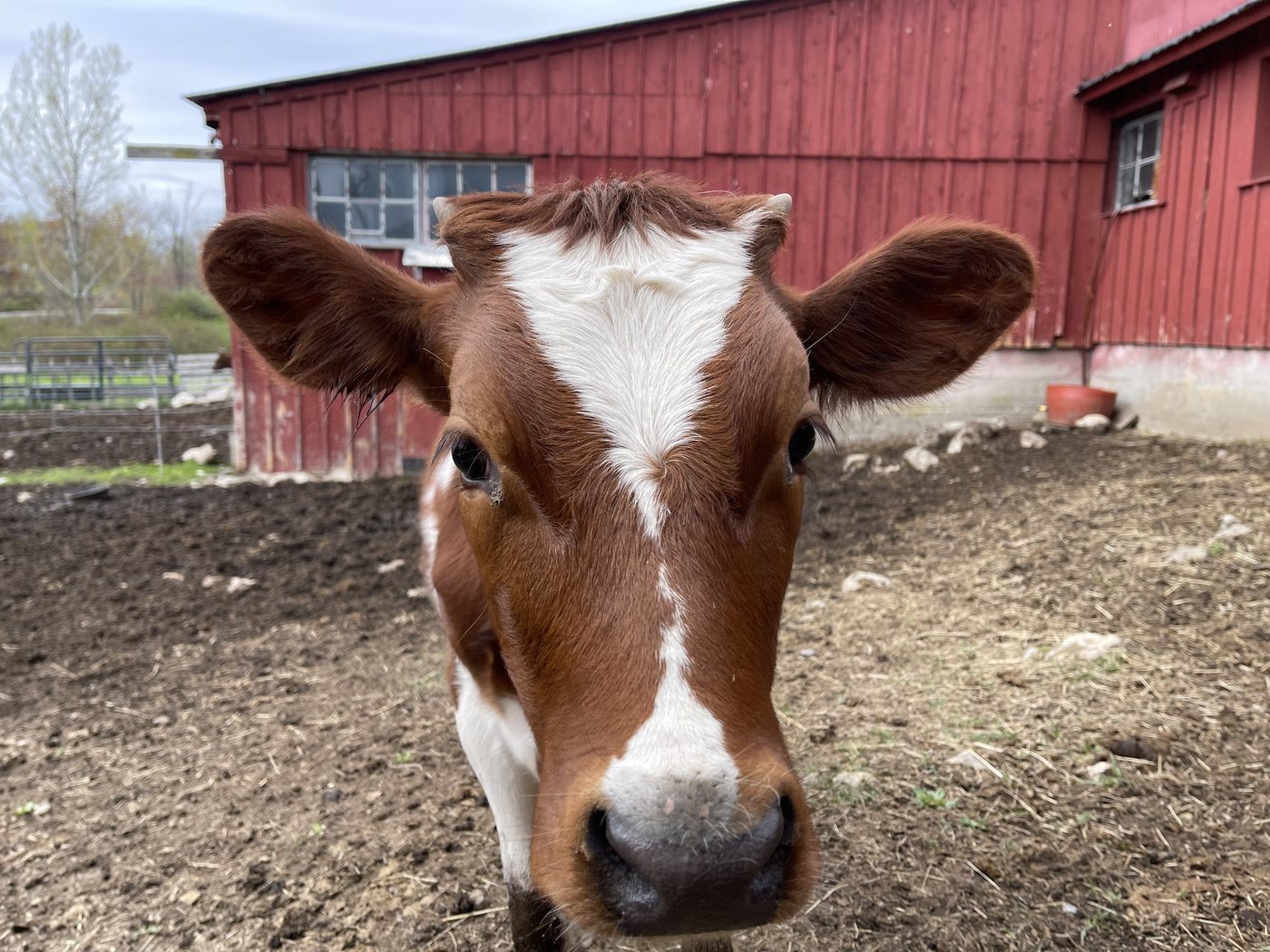 Calf standing near a red barn