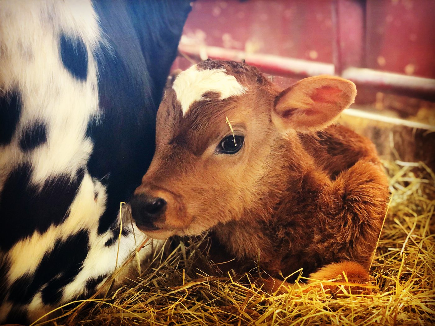 Calf resting beside a cow