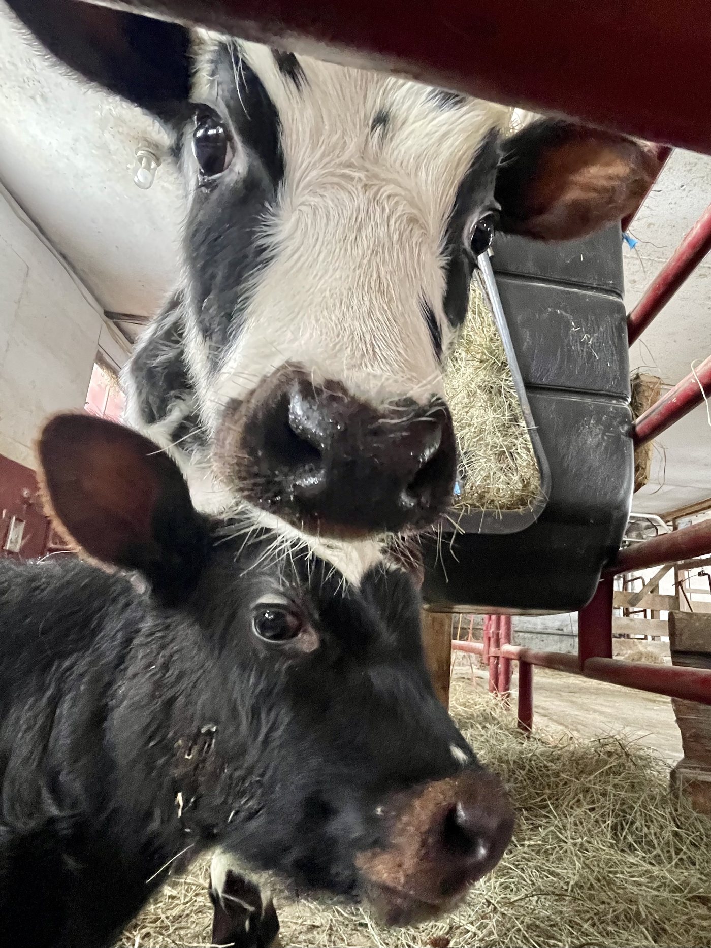 Cow and calf together in the barn