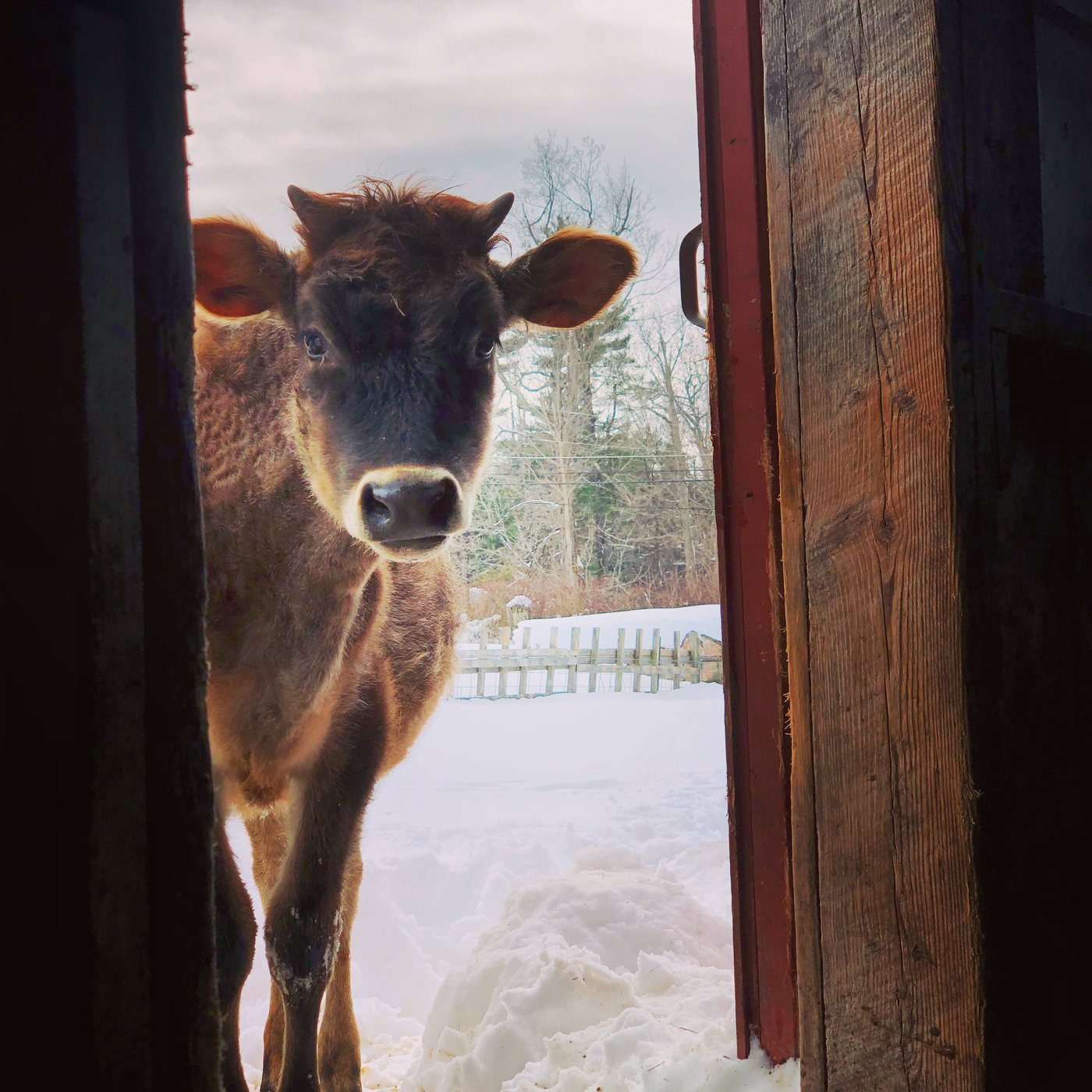 Cow looking through a barn doorway