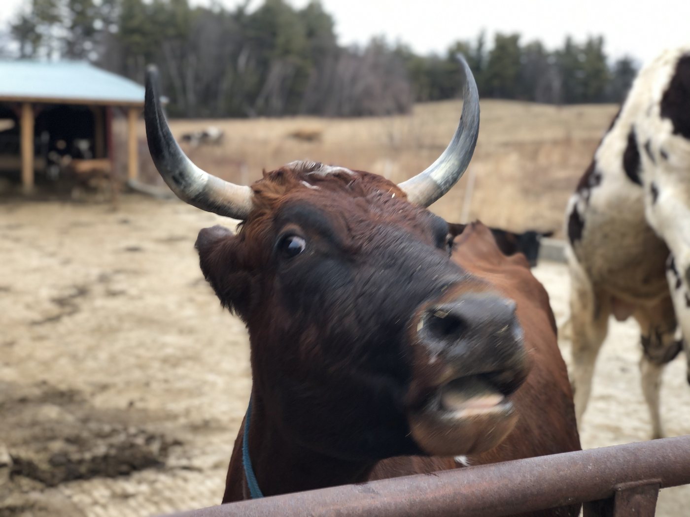 Close view of a brown cow