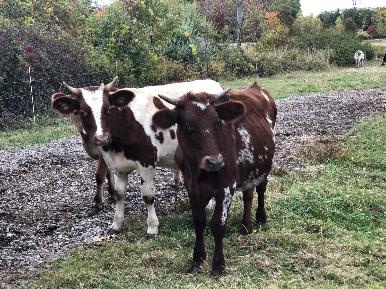 Two cows standing in a farm field