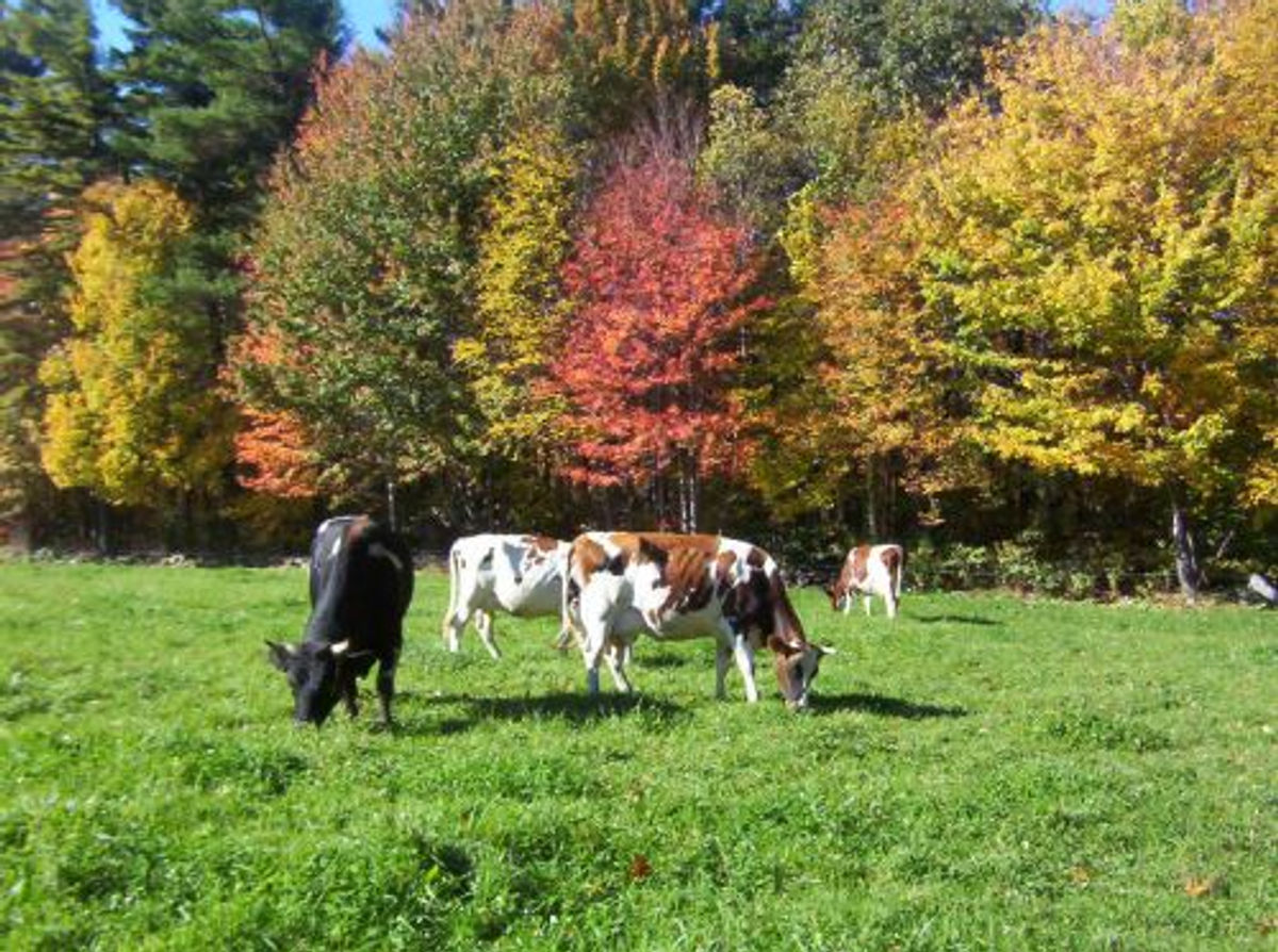Cows grazing in a green pasture bordered by autumn trees