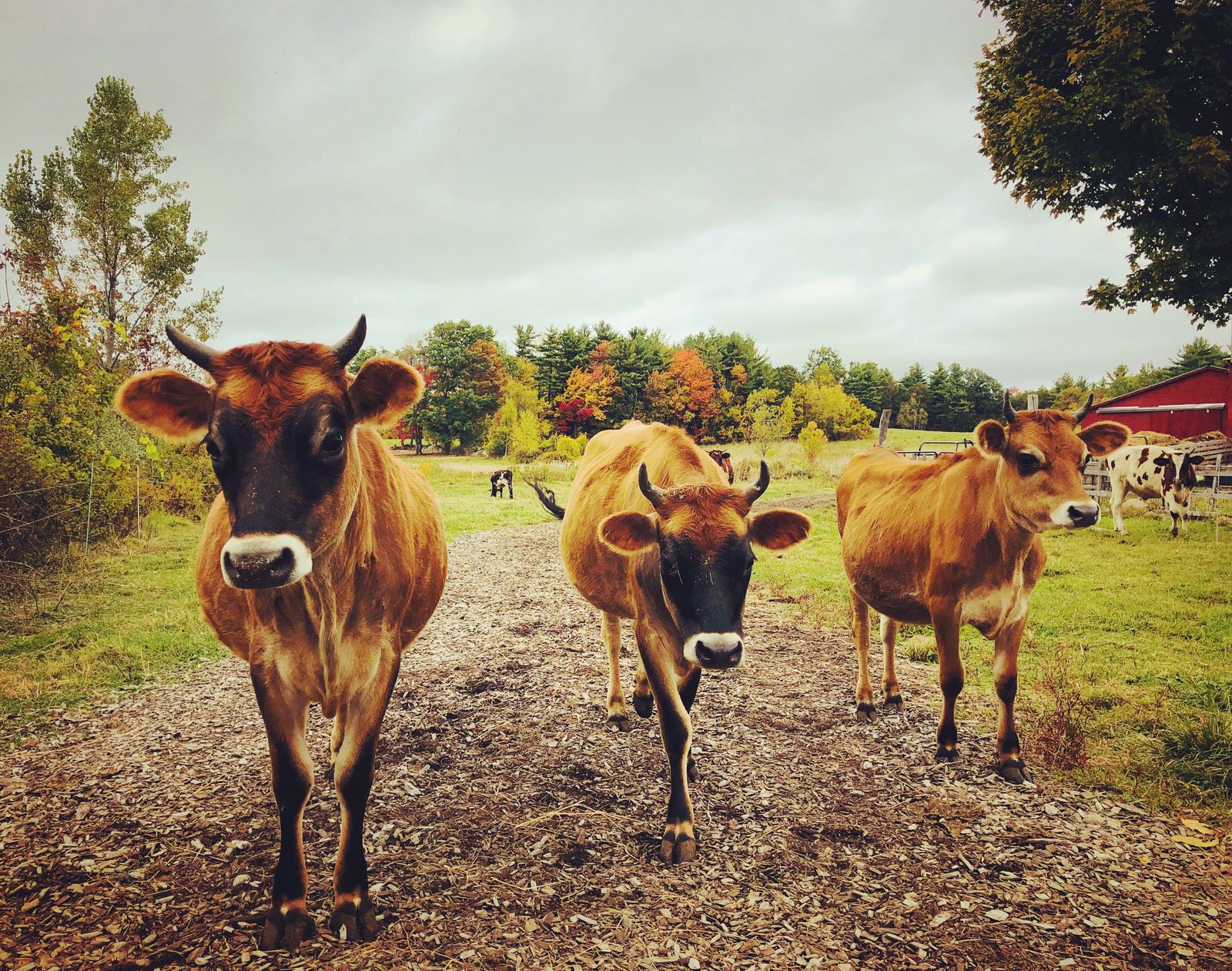 Temple-Wilton Community Farm cows walking through pasture