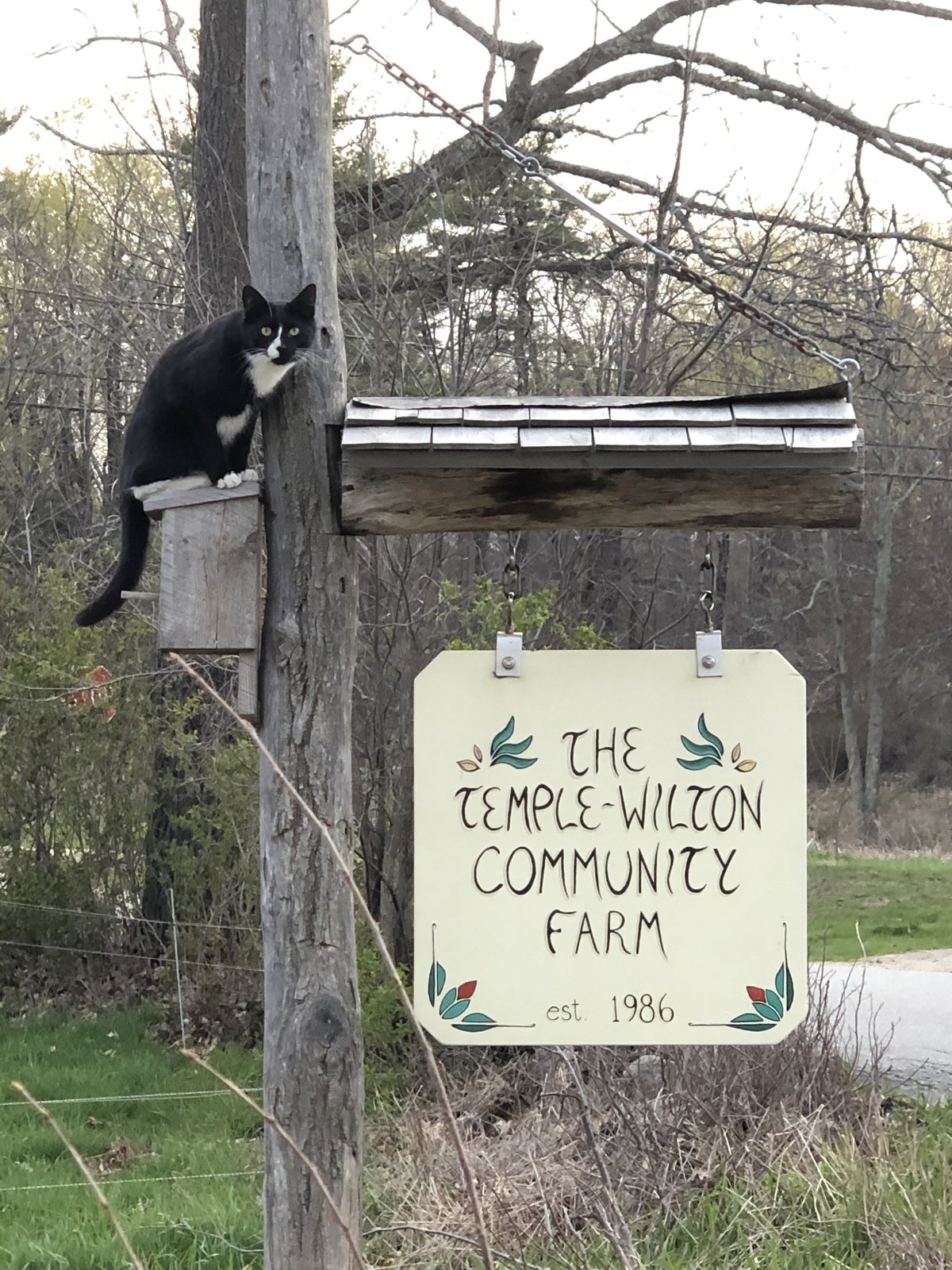 Temple-Wilton Community Farm roadside sign with a black cat perched above it