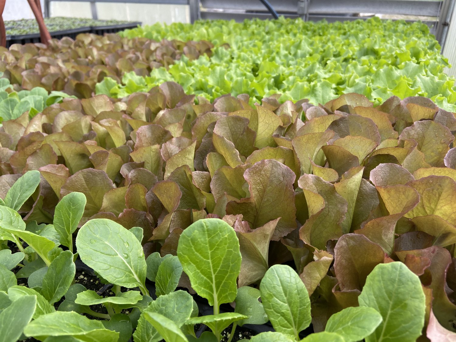 Rows of young greenhouse starts