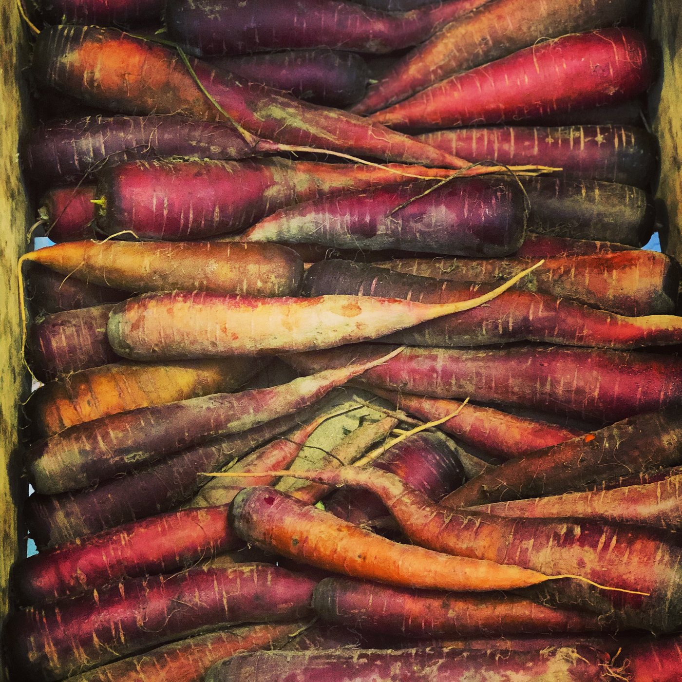 Freshly harvested carrots