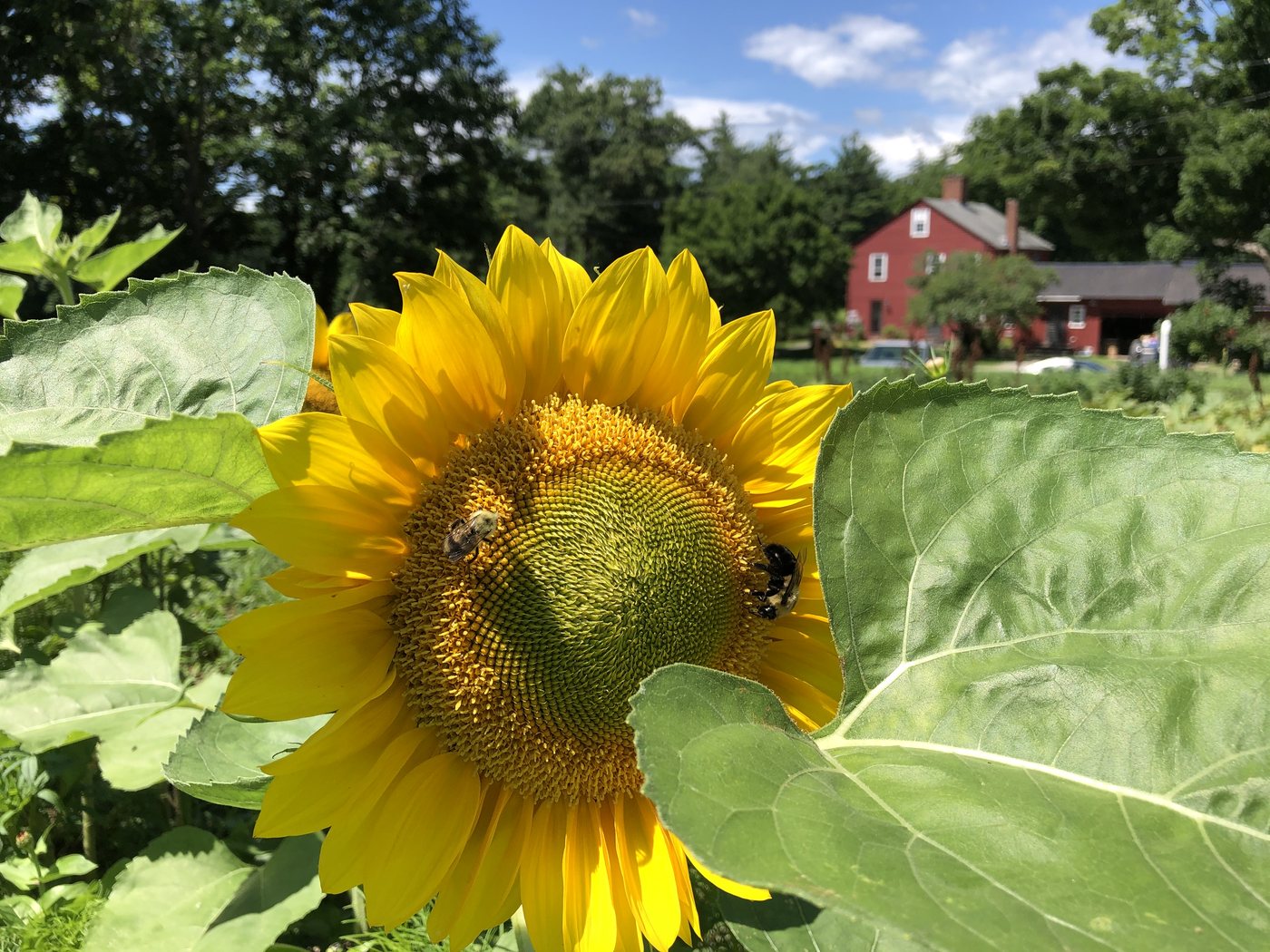 Sunflower with farm buildings in the background