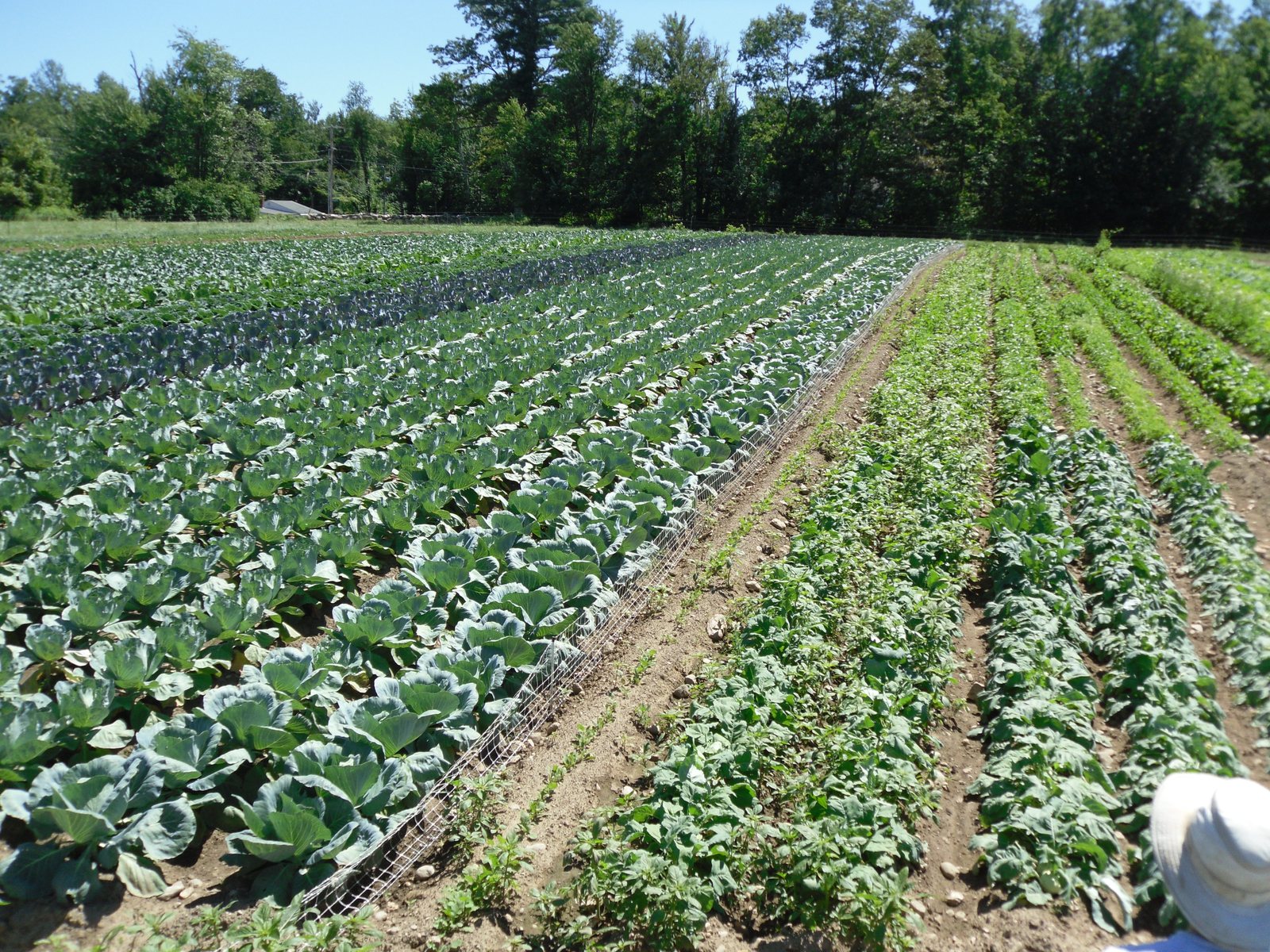 Long vegetable rows at Temple-Wilton Community Farm